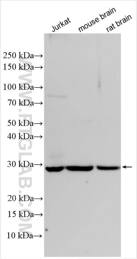 Western Blot (WB) analysis of various lysates using DCUN1D1 Polyclonal antibody (10965-1-AP)