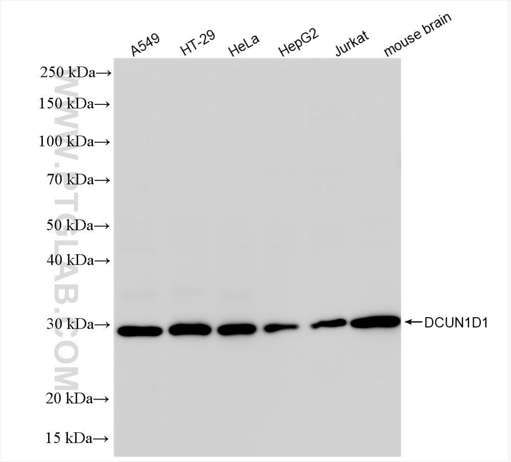Western Blot (WB) analysis of various lysates using DCUN1D1 Recombinant antibody (85849-4-RR)