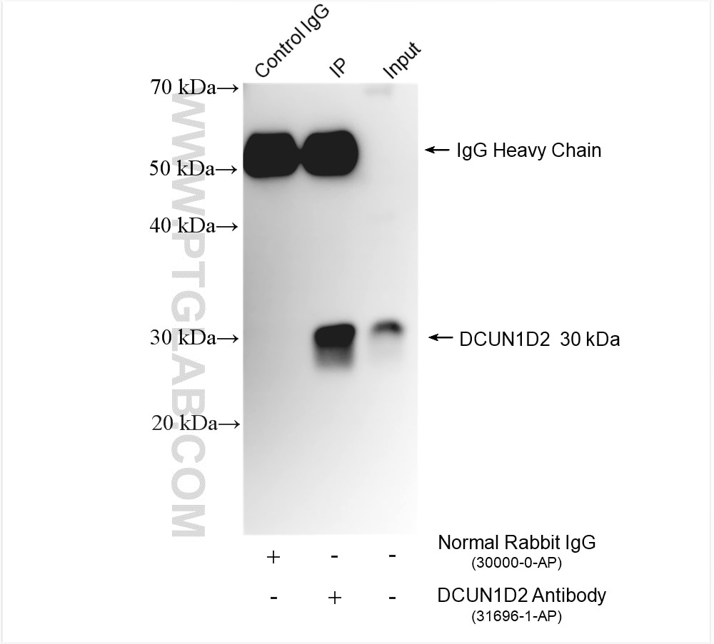 Immunoprecipitation (IP) experiment of PC-12 cells using DCUN1D2 Polyclonal antibody (31696-1-AP)