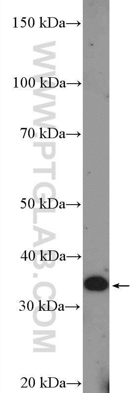 Western Blot (WB) analysis of MCF-7 cells using DCUN1D3 Polyclonal antibody (26356-1-AP)