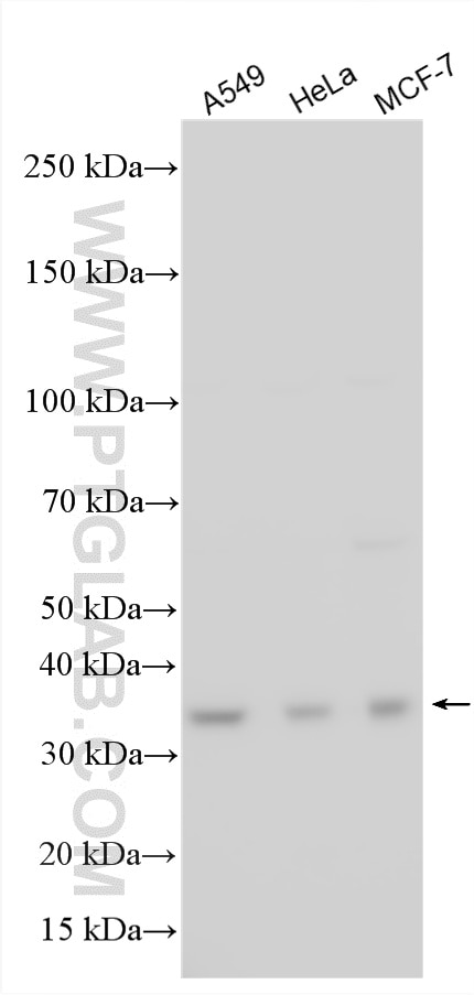Western Blot (WB) analysis of various lysates using DCUN1D3 Polyclonal antibody (26356-1-AP)
