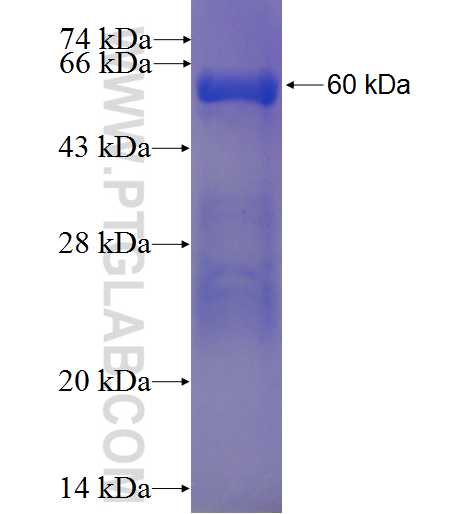 DCUN1D3 fusion protein Ag23730 SDS-PAGE