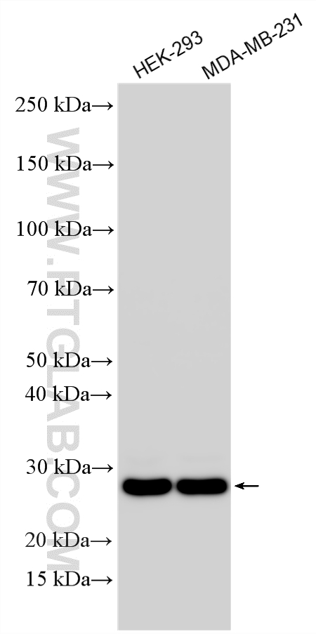 Western Blot (WB) analysis of various lysates using DCUN1D5 Polyclonal antibody (14810-1-AP)