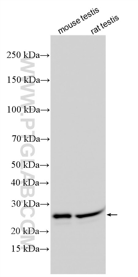 Western Blot (WB) analysis of various lysates using DCUN1D5 Polyclonal antibody (14810-1-AP)