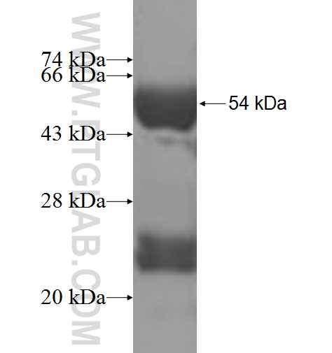 DCUN1D5 fusion protein Ag6534 SDS-PAGE
