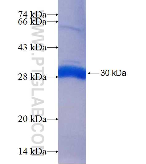 DCUN1D5 fusion protein Ag6867 SDS-PAGE