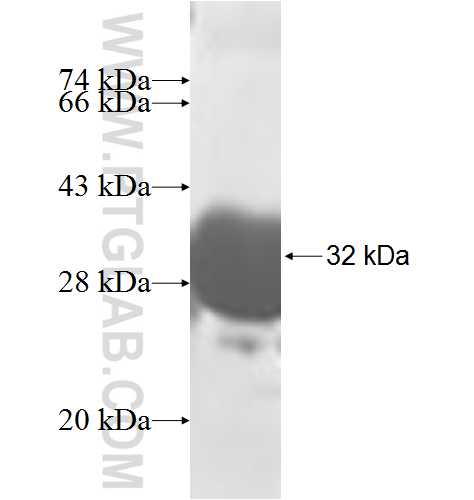 DCXR fusion protein Ag7297 SDS-PAGE