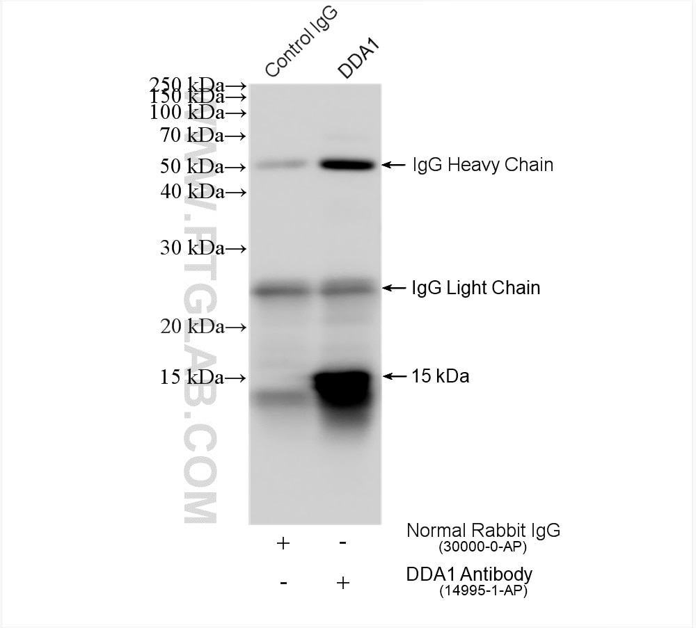 Immunoprecipitation (IP) experiment of HepG2 cells using DDA1 Polyclonal antibody (14995-1-AP)