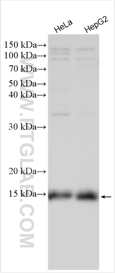 Western Blot (WB) analysis of various lysates using DDA1 Polyclonal antibody (14995-1-AP)