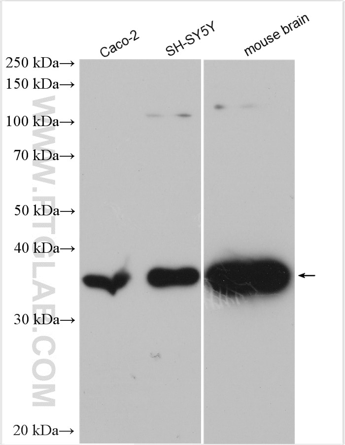 Western Blot (WB) analysis of various lysates using DDAH1 Polyclonal antibody (30108-1-AP)