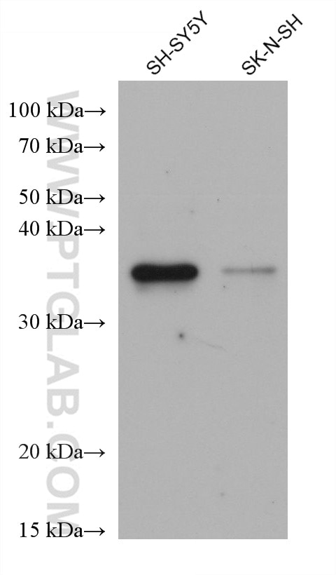 Western Blot (WB) analysis of various lysates using DDAH1 Monoclonal antibody (68823-1-Ig)