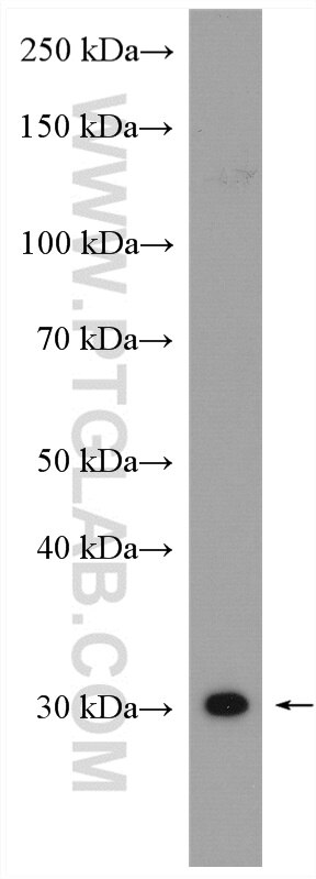 Western Blot (WB) analysis of mouse colon tissue using DDAH2 Polyclonal antibody (14966-1-AP)
