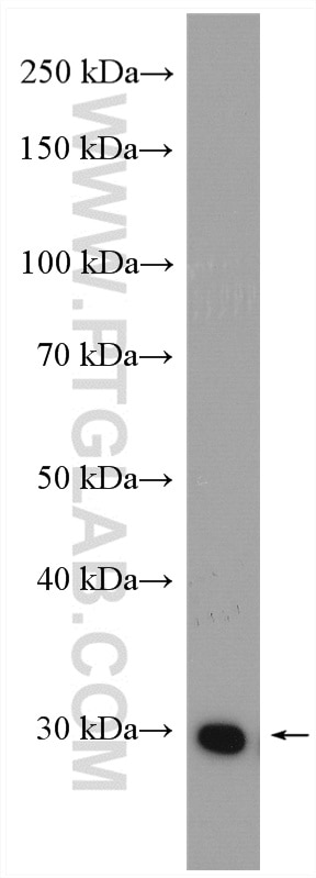 Western Blot (WB) analysis of rat colon tissue using DDAH2 Polyclonal antibody (14966-1-AP)