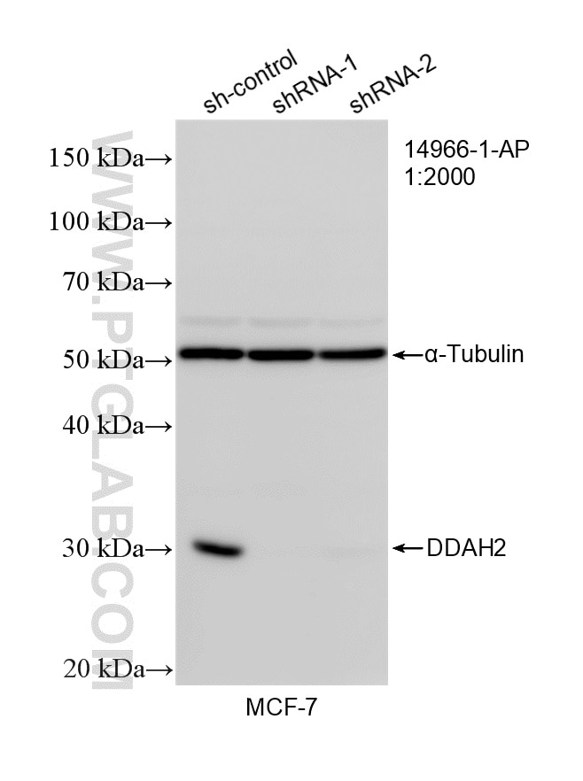 Western Blot (WB) analysis of MCF-7 cells using DDAH2 Polyclonal antibody (14966-1-AP)