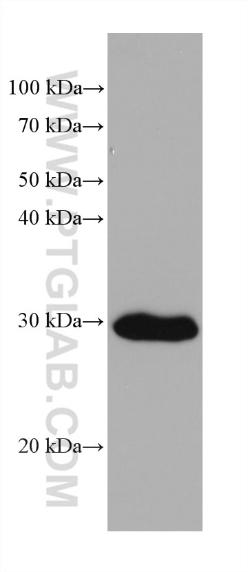 Western Blot (WB) analysis of mouse retina tissue using DDAH2 Monoclonal antibody (68154-1-Ig)