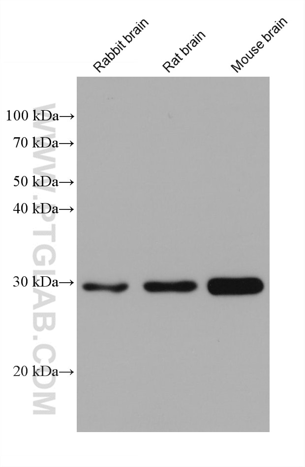 Western Blot (WB) analysis of various lysates using DDAH2 Monoclonal antibody (68154-1-Ig)