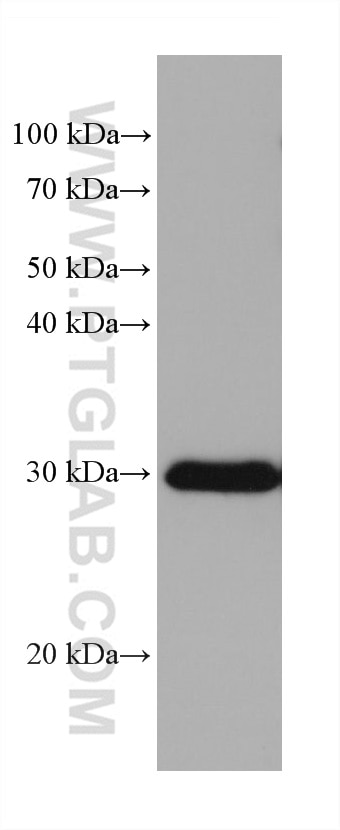 Western Blot (WB) analysis of rat colon tissue using DDAH2 Monoclonal antibody (68154-1-Ig)