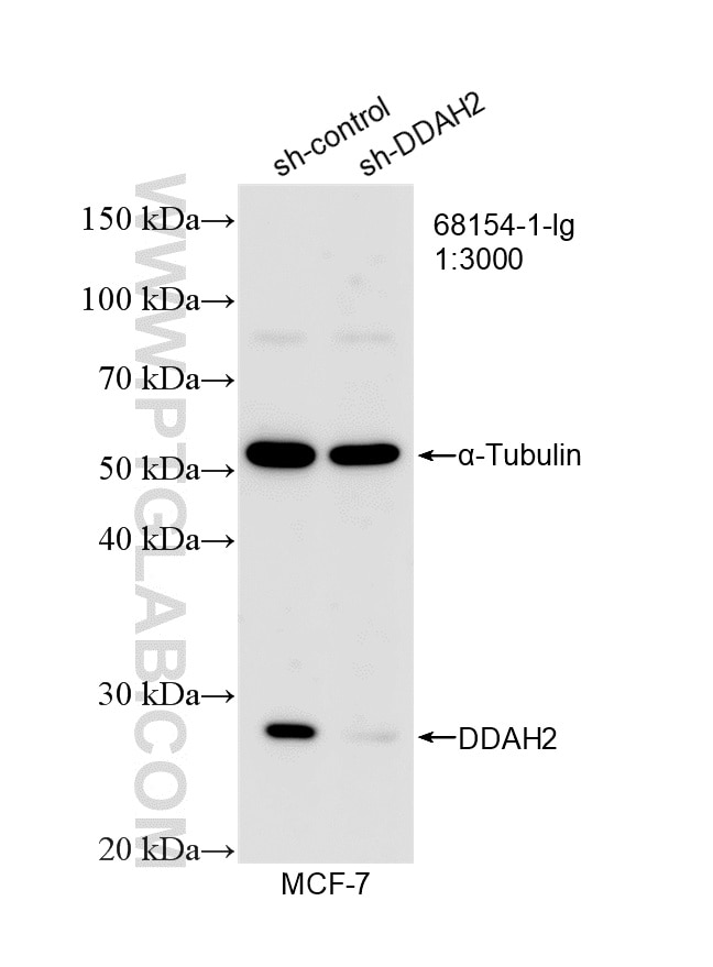 WB result of DDAH2 antibody (68154-1-Ig; 1:3000; incubated at room temperature for 1.5 hours) with sh-Control and sh-DDAH2 transfected MCF-7 cells. Western Blot (WB) analysis of MCF-7 cells using DDAH2 Monoclonal antibody (68154-1-Ig)