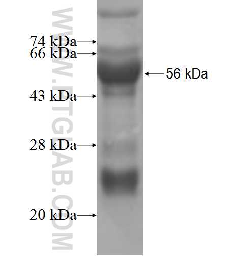 DDAH2 fusion protein Ag6831 SDS-PAGE