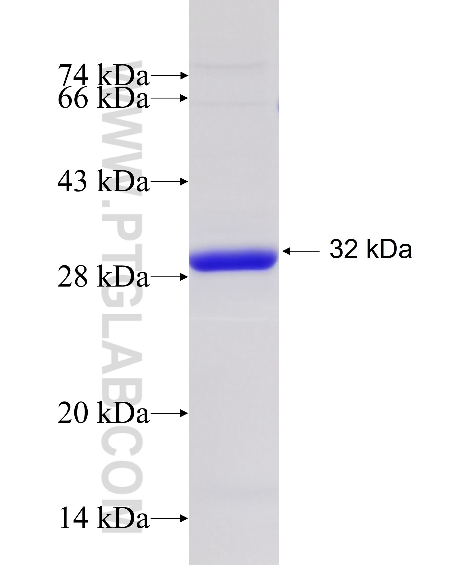 DDAH2 fusion protein Ag7127 SDS-PAGE