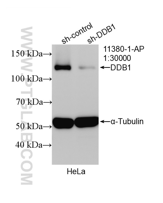 WB analysis of HeLa using 11380-1-AP Western Blot (WB) analysis of HeLa cells using DDB1 Polyclonal antibody (11380-1-AP)