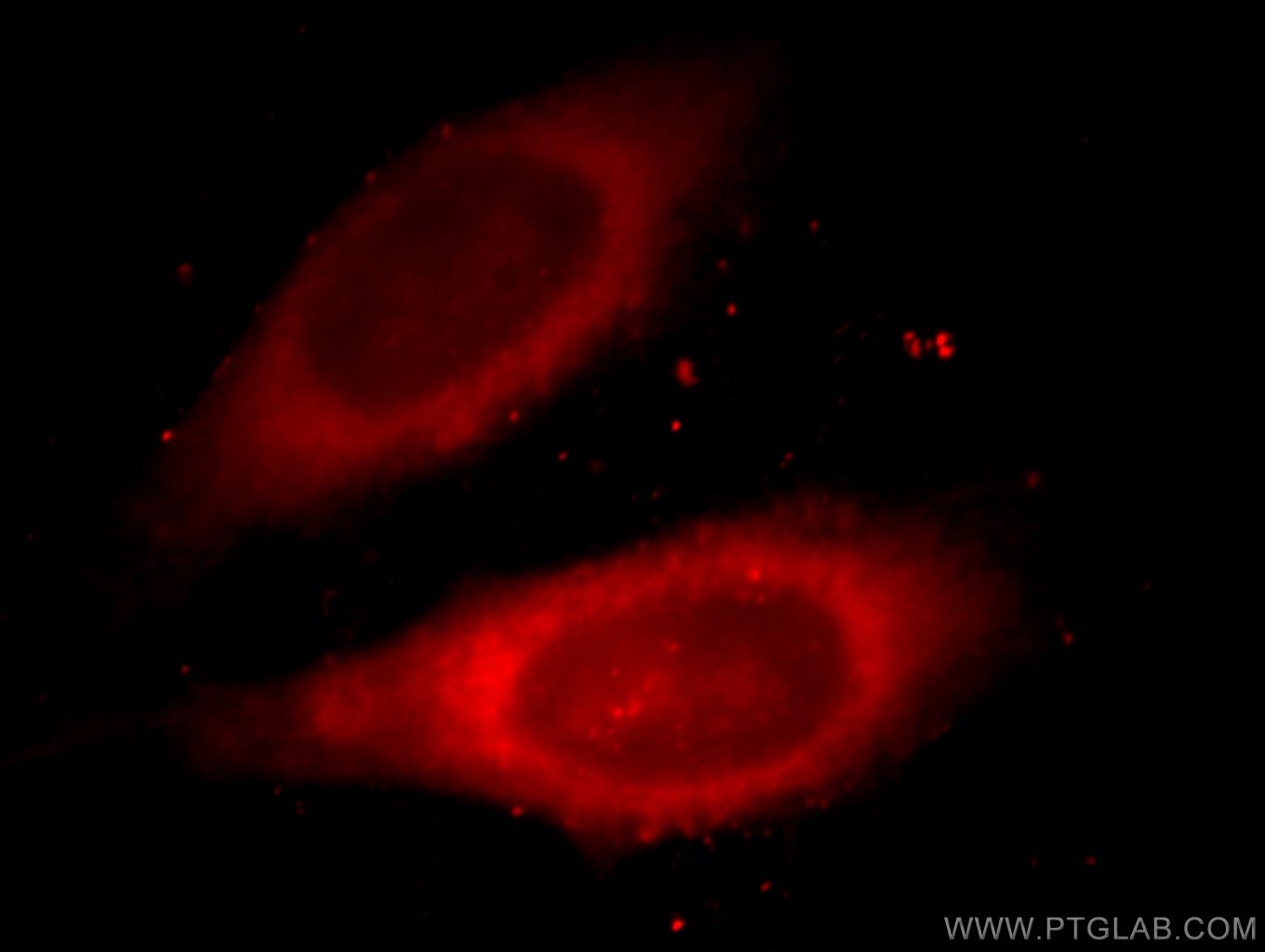 IF Staining of MCF-7 using 66010-1-Ig