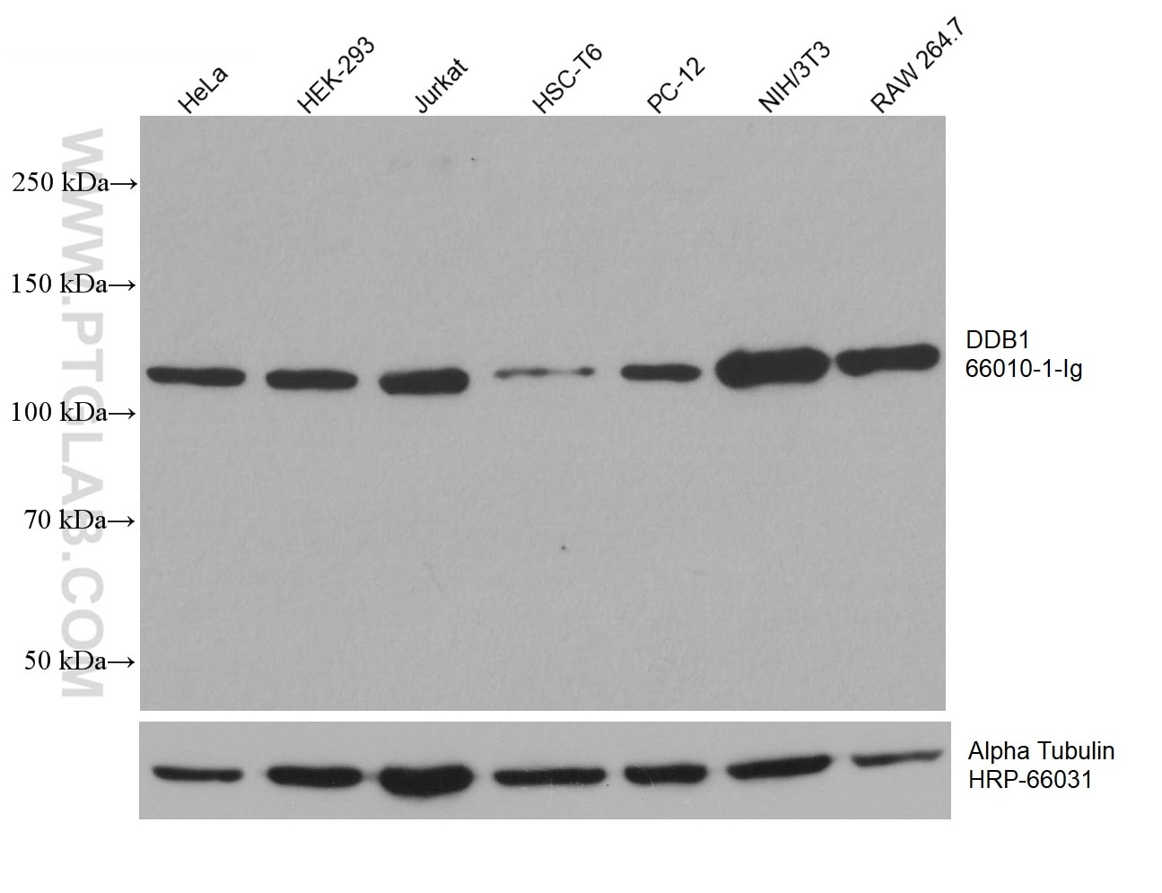 Western Blot (WB) analysis of various lysates using DDB1 Monoclonal antibody (66010-1-Ig)