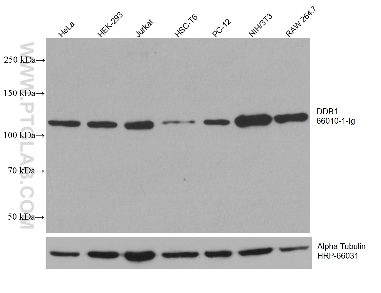 WB analysis using 66010-1-Ig