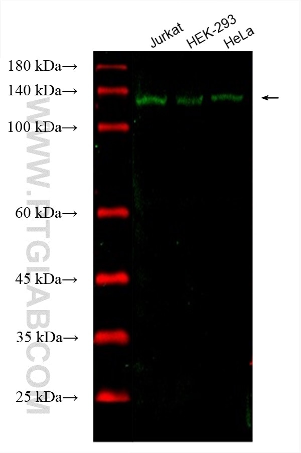 Western Blot (WB) analysis of various lysates using CoraLite® Plus 488-conjugated DDB1 Monoclonal anti (CL488-66010)