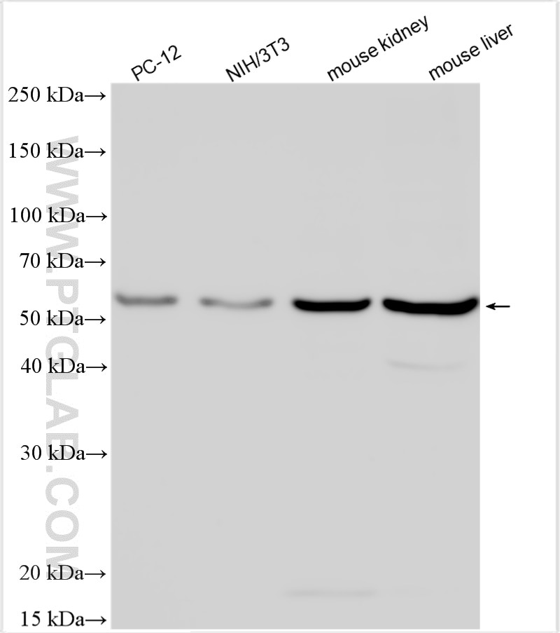 Western Blot (WB) analysis of various lysates using DDB2 Polyclonal antibody (30173-1-AP)