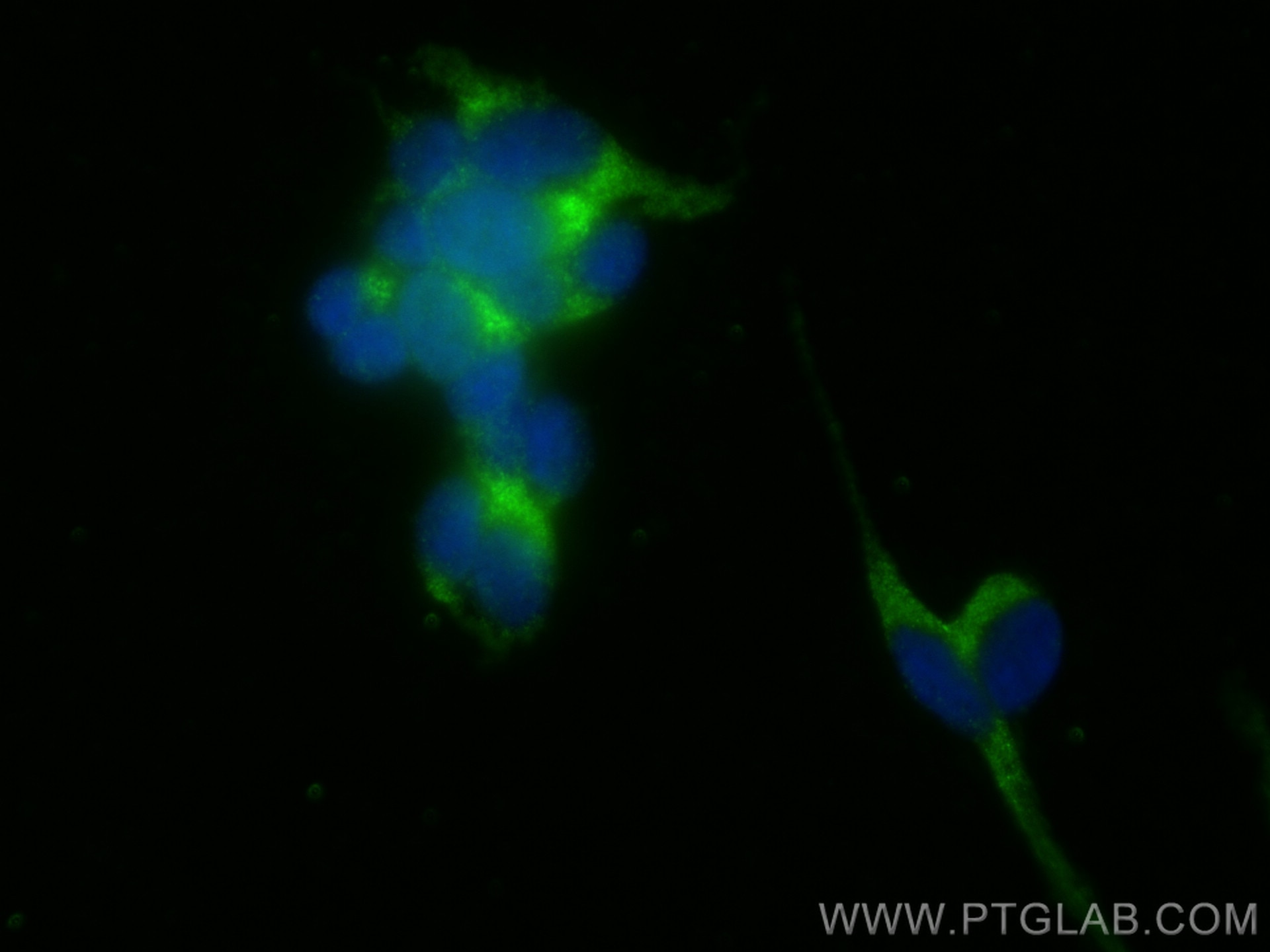 Immunofluorescence (IF) / fluorescent staining of SH-SY5Y cells using DOPA decarboxylase Polyclonal antibody (10166-1-AP)