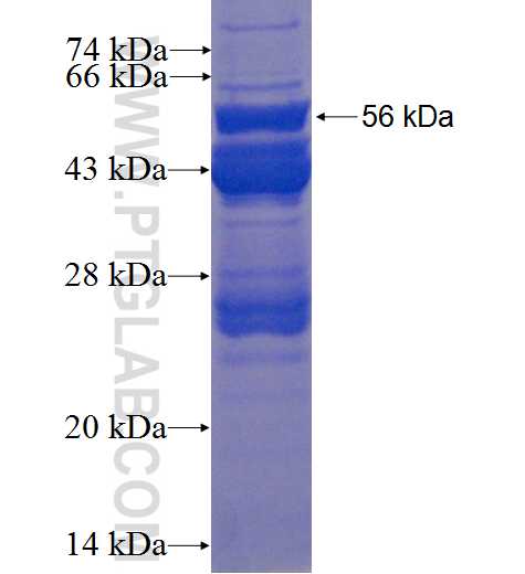 DDC fusion protein Ag0219 SDS-PAGE