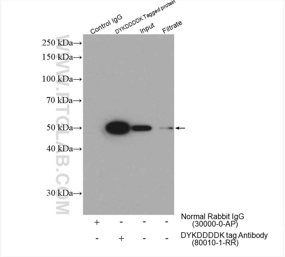 Immunoprecipitation (IP) experiment of Transfected HEK-293 cells using DYKDDDDK tag Recombinant antibody (Binds to FLAG®  (80010-1-RR)
