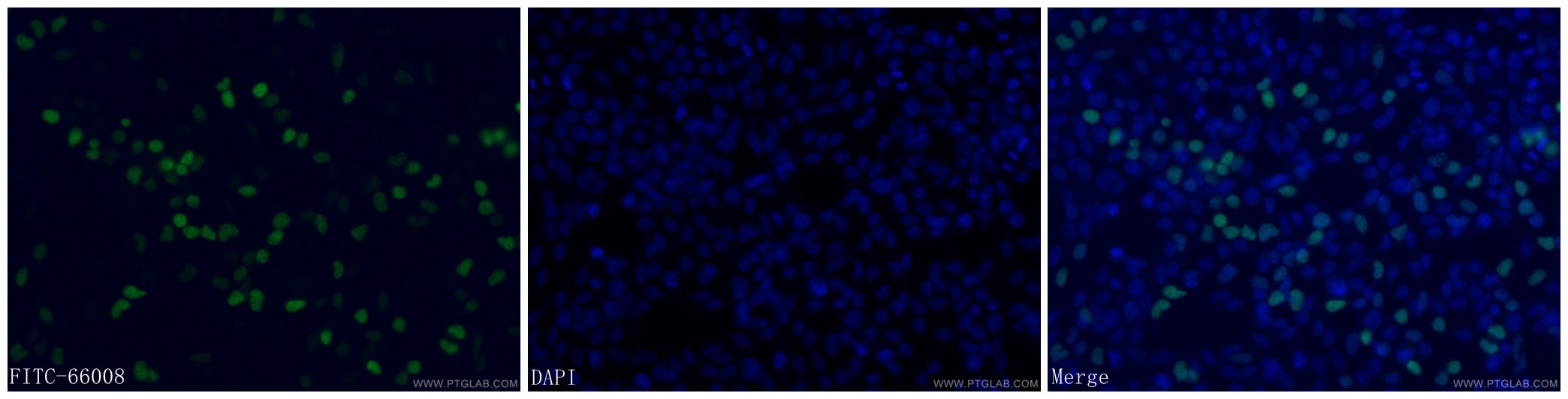 Immunofluorescence (IF) / fluorescent staining of Transfected HEK-293 cells using FITC-conjugated DYKDDDDK tag Monoclonal antibody ( (FITC-66008)