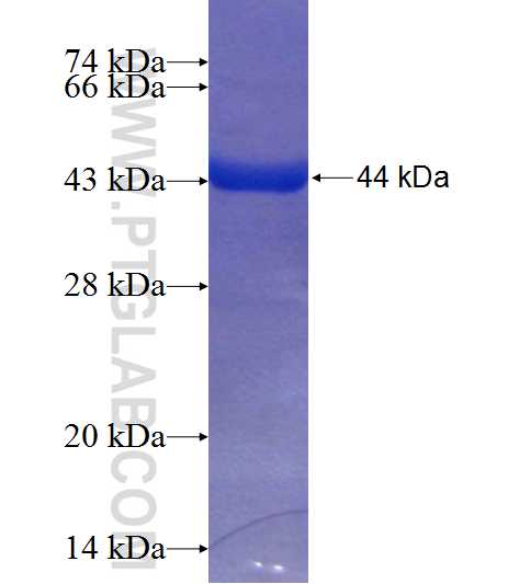 DDHD1 fusion protein Ag23882 SDS-PAGE