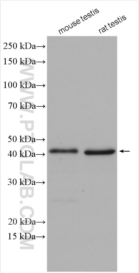 Western Blot (WB) analysis of various lysates using DDI1 Polyclonal antibody (13968-1-AP)