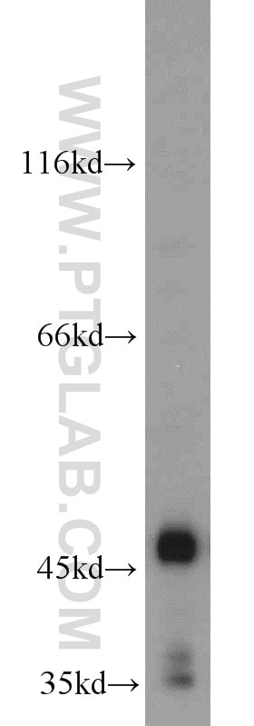 Western Blot (WB) analysis of mouse testis tissue using DDI1 Polyclonal antibody (13968-1-AP)