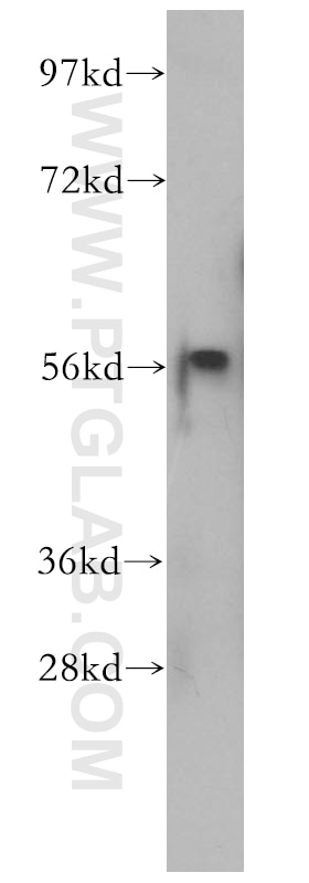 Western Blot (WB) analysis of U-937 cells using DDI1 Polyclonal antibody (13968-1-AP)