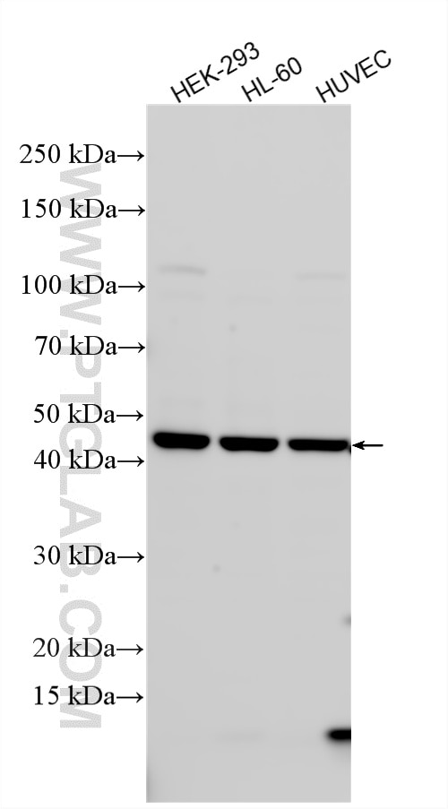Western Blot (WB) analysis of various lysates using DDI2 Polyclonal antibody (25377-1-AP)