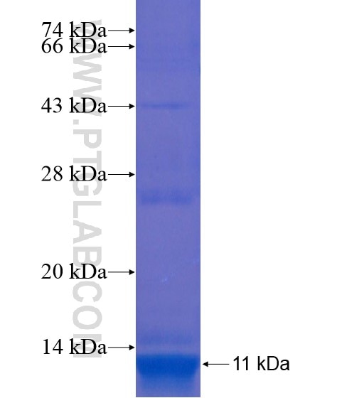 DDI2 fusion protein Ag21953 SDS-PAGE