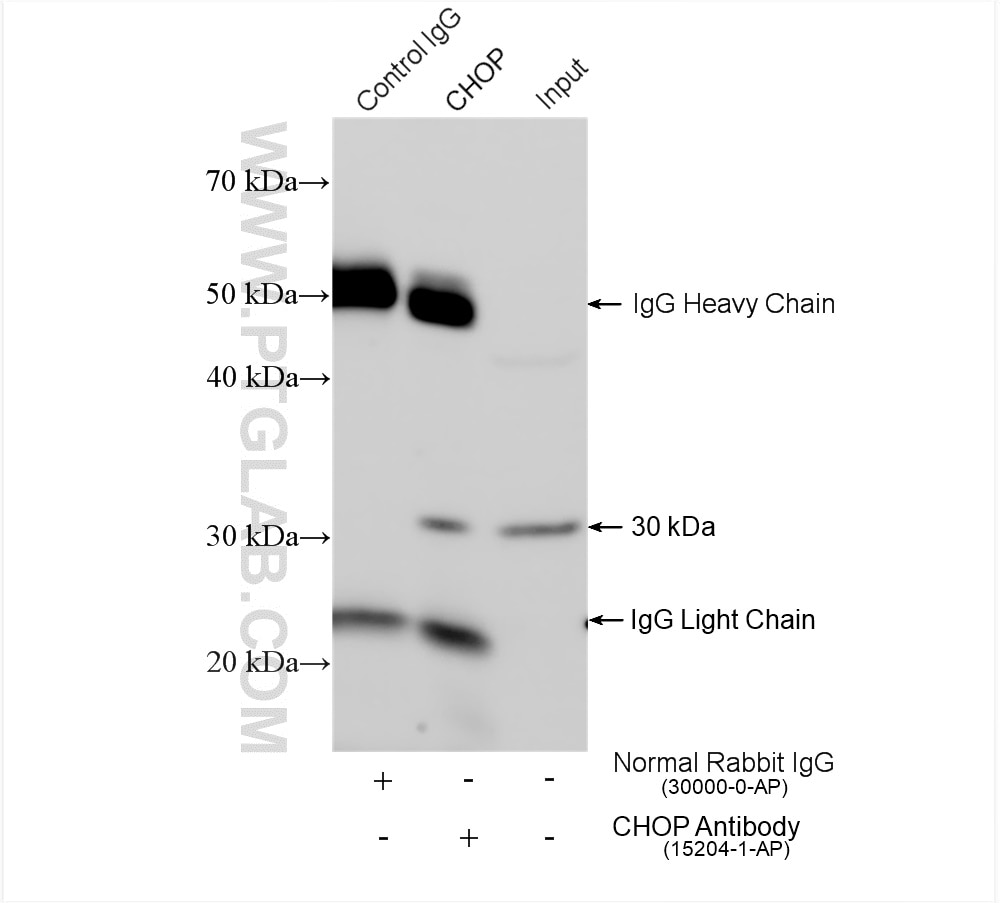 Immunoprecipitation (IP) experiment of C6 cells using CHOP; GADD153 Polyclonal antibody (15204-1-AP)