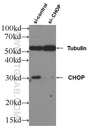 Western Blot (WB) analysis of HeLa cells using CHOP; GADD153 Polyclonal antibody (15204-1-AP)