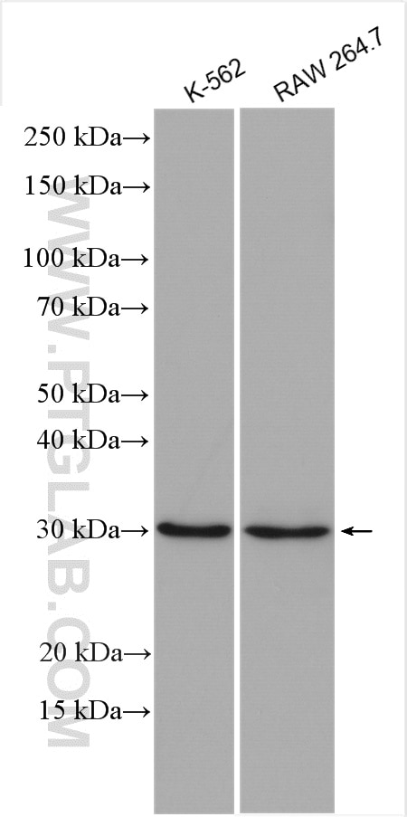 Western Blot (WB) analysis of various lysates using CHOP; GADD153 Polyclonal antibody (15204-1-AP)