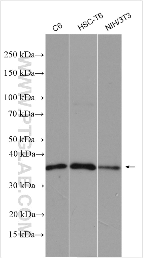 Western Blot (WB) analysis of various lysates using CHOP; GADD153 Polyclonal antibody (15204-1-AP)