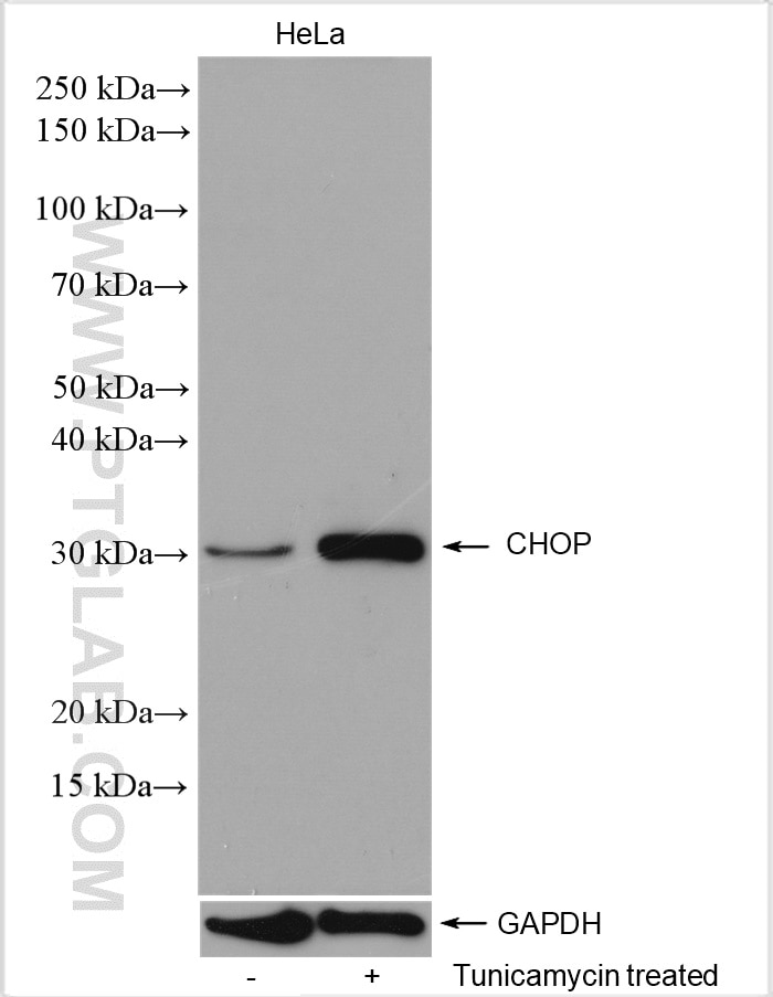 Western Blot (WB) analysis of various lysates using CHOP; GADD153 Polyclonal antibody (15204-1-AP)