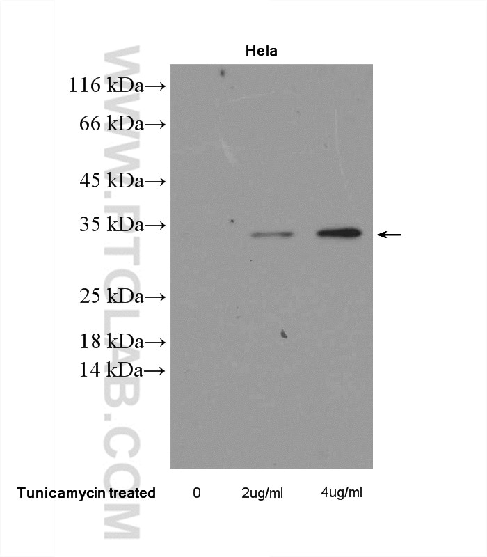 CHOP; GADD153 Polyclonal antibody