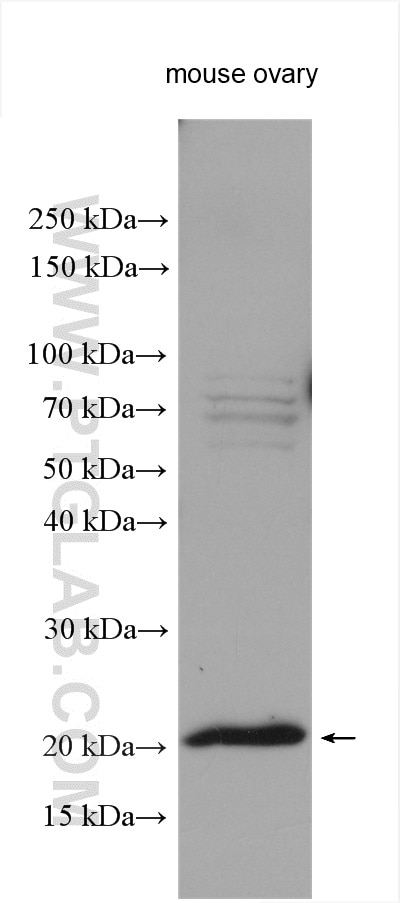 Western Blot (WB) analysis of mouse ovary tissue using DDIT4L Polyclonal antibody (12094-1-AP)