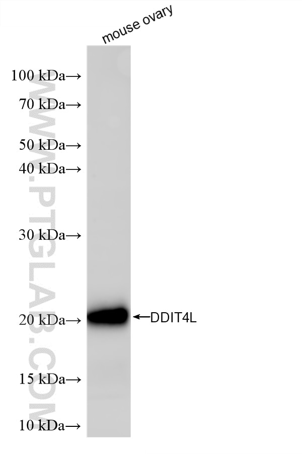 mouse ovary tissue were subjected to SDS PAGE followed by western blot with 87486-1-RR (DDIT4L antibody) at dilution of 1:2000 incubated at room temperature for 1.5 hours. This data was developed using the same antibody clone with 87486-1-PBS in a different storage buffer formulation. Western Blot (WB) analysis of mouse ovary tissue using DDIT4L Recombinant monoclonal antibody (87486-1-RR)