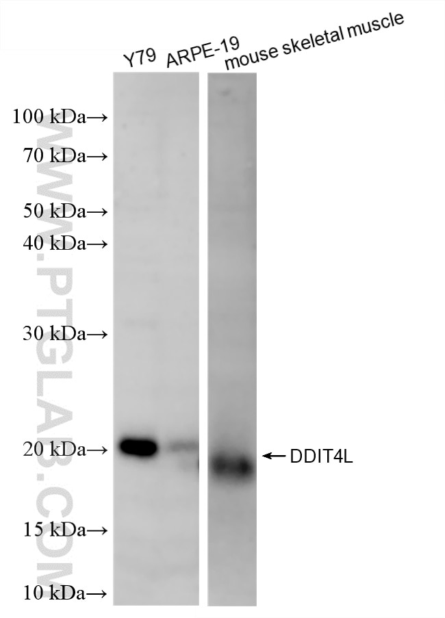 Various lysates were subjected to SDS PAGE followed by western blot with 87486-1-RR (DDIT4L antibody) at dilution of 1:2000 incubated at room temperature for 1.5 hours. This data was developed using the same antibody clone with 87486-1-PBS in a different storage buffer formulation. Western Blot (WB) analysis of various lysates using DDIT4L Recombinant monoclonal antibody (87486-1-RR)