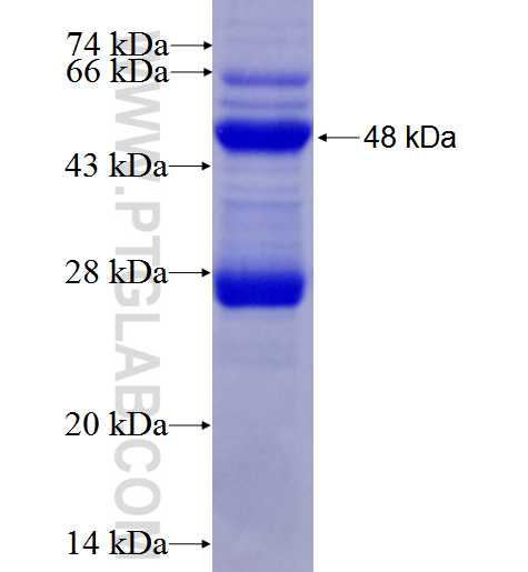 DDIT4L fusion protein Ag2735 SDS-PAGE